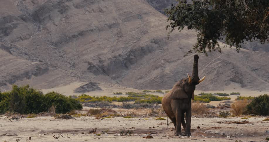 A large elephant stands in a dry desert landscape and reaches its long trunk upward to pull leaves from the branches of a leafy tree with rocky mountains visible in the background