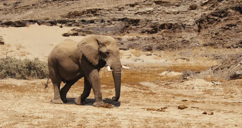 The elephant is slowly walking by the edge of the mountain