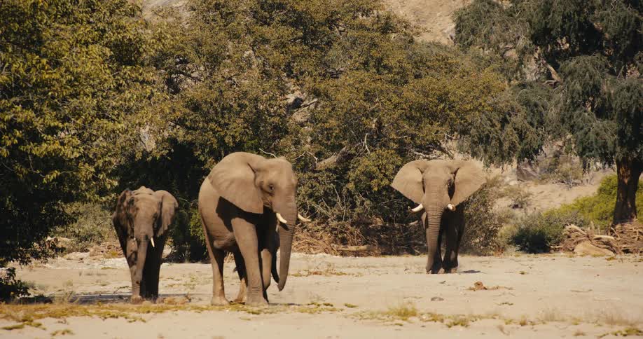 The herd of elephants exit the forest