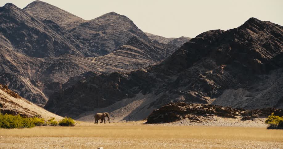 The elephant walks past the mountains