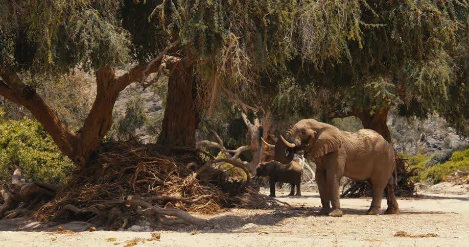 An elephant reaches up with its trunk in order to eat from a tree