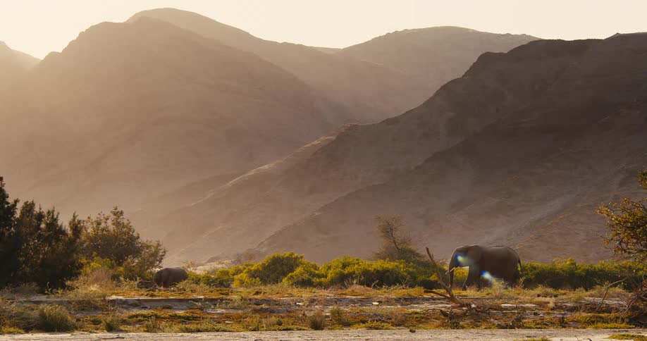 An elephant walks in a serene savanna landscape bathed in the warm golden light with dominating the background are several layers of majestic barren mountains their peaks softly illuminated and their slopes fading into hazy layers