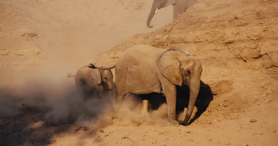 An adult elephant kicks up thick clouds of dust as it navigates a steep sandy embankment a smaller elephant calf follows closely behind its elder trekking through the arid desert terrain