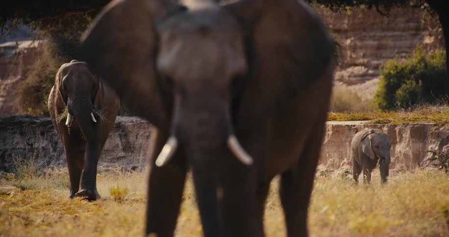 A trio of elephants walk through a grassy field while grazing