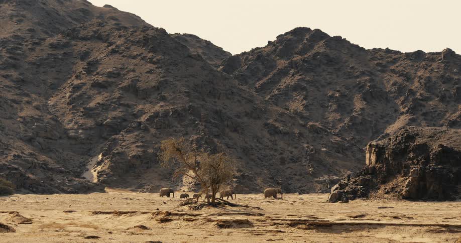 A herd of elephants walks across a vast desert valley past a single tree while massive rocky mountains rise in the background under a hazy sky