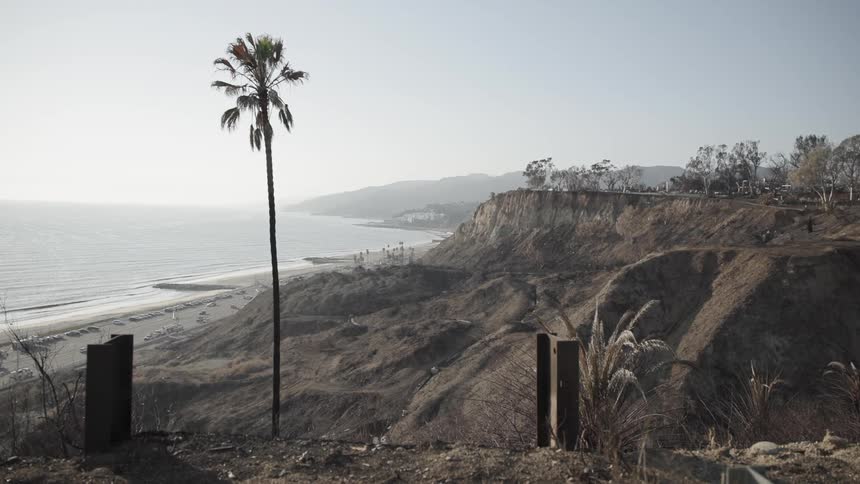 A wide shot of a coastal cliffside and beach that has been heavily scorched and blackened by fire a single palm tree stands prominently in the foreground against the hazy desaturated landscape of the coastline