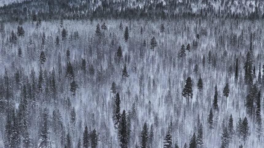 Aerial view of a dense forest with snowcovered trees on sloped terrain