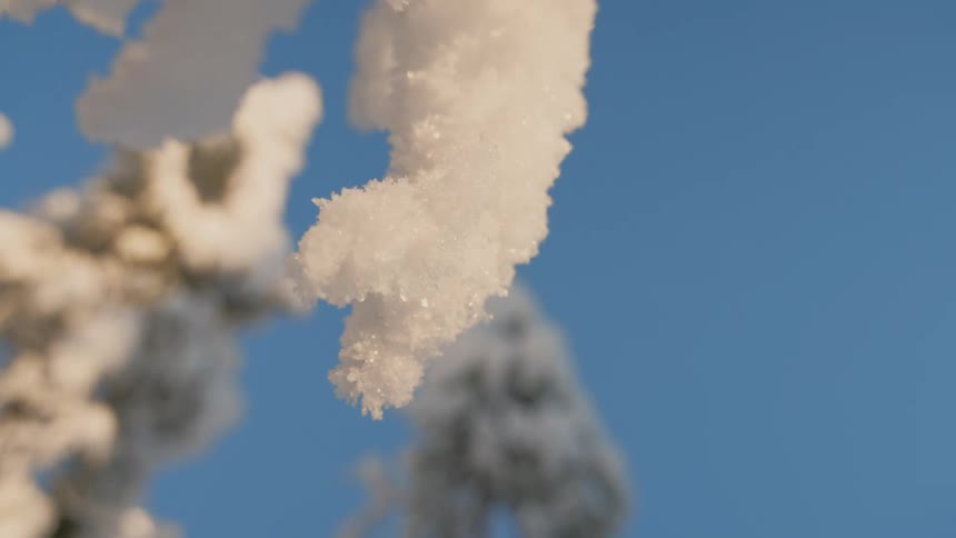 Thick ice is clinging to trees in a forest