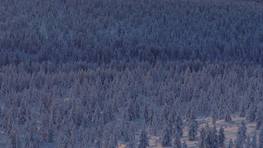 A large forest of pine trees is covered with a layer of snow in wintertime