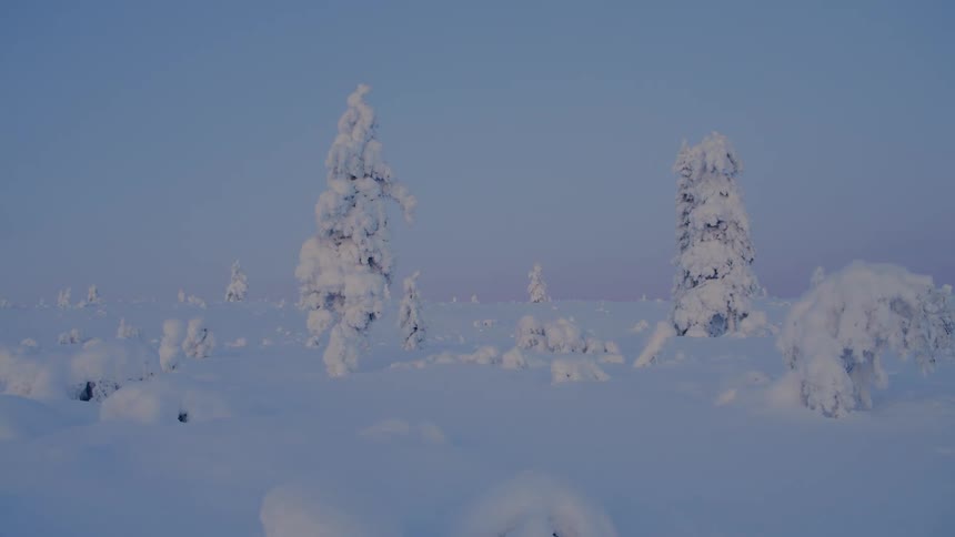 Snowcovered field with trees encased in ice under a clear bluish sky