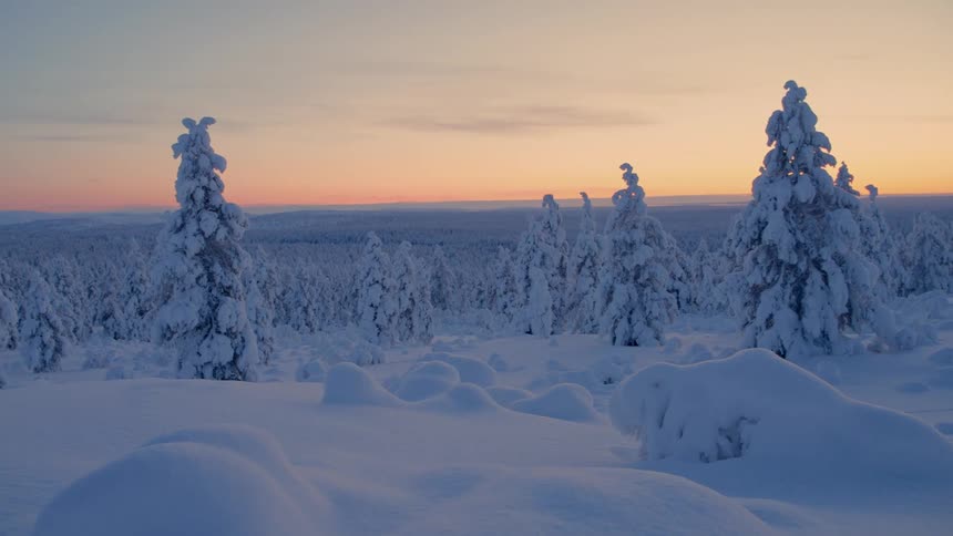 Snowcovered forest landscape with tall trees under an orange sky at dusk