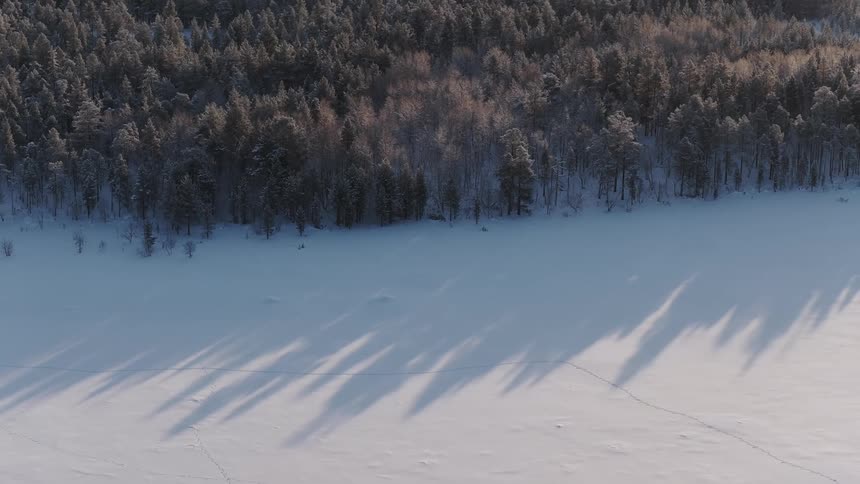 An aerial camera pans across a dense dark evergreen forest bordering a vast expanse of pristine white snow long dramatic shadows from the trees stretch across the frozen landscape under the low winter sun
