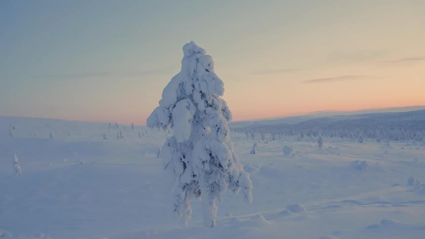 The tree on the hill is covered in thick snow