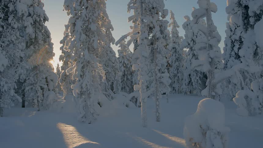 A forest with trees covered in dense snow and a snow covered ground with sunlight shining through the trees