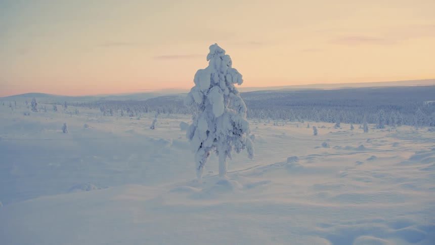 Frozen tree on a landscape covered in snow with a mountain range on the background during dusk or dawn