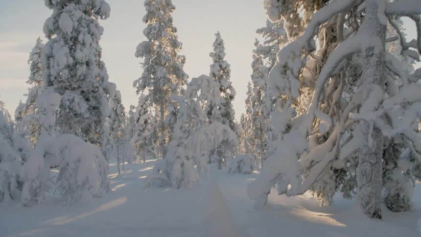 Snow and ice covered trees in a forest