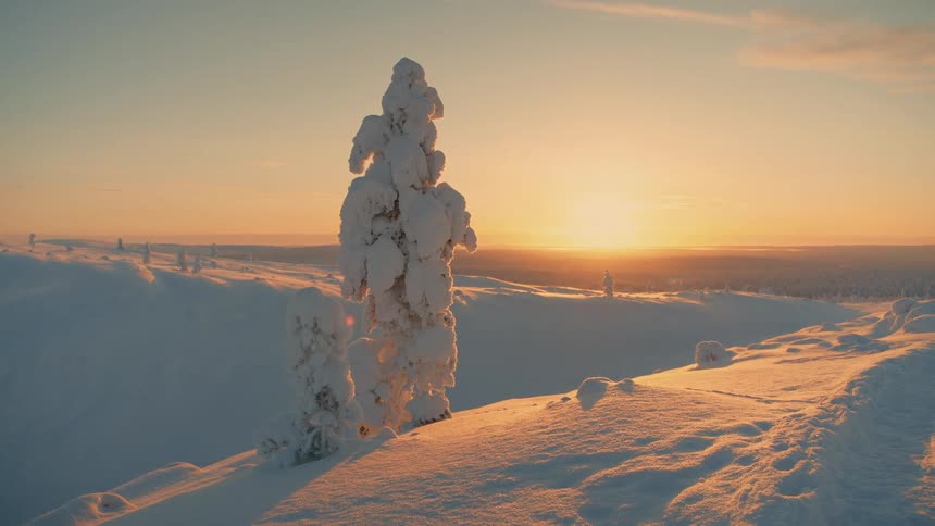 Isolated tree covered in snow on a hill illuminated by sunset