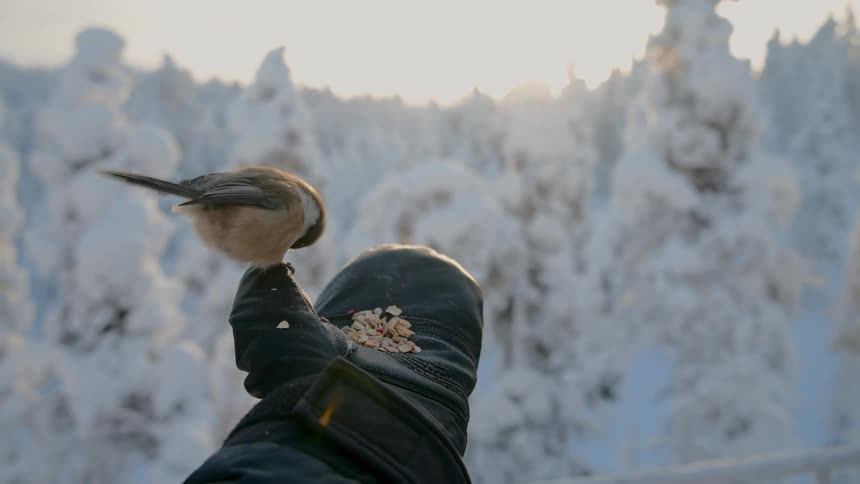 A small bird perches on a gloved hand and eats seeds in a snowy sunlit forestthe bird moves around the fingertips of the black glove while a background of frostcovered trees glows in the sunlight