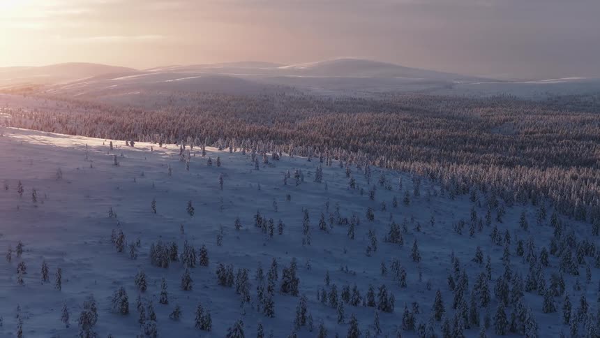 A vast winter forest of frost covered pine trees spanning across rolling hills under the soft golden light of a setting sun in a remote arctic wilderness