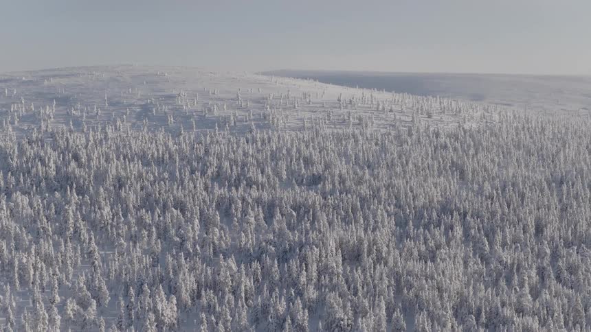 Aerial view of an extensive snowcovered forest under a clear sky