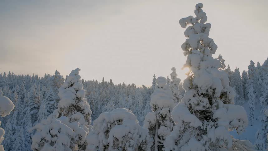 Trees heavily covered in snow with forest in the background under low sunlight