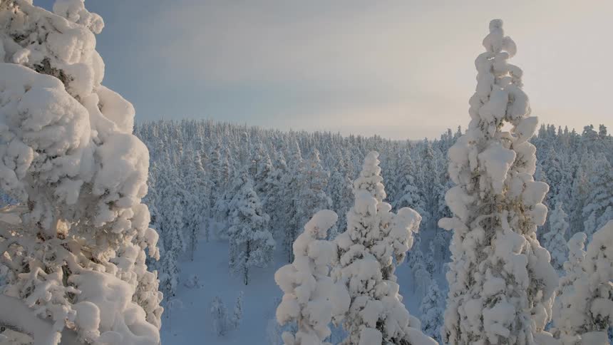 The camera moves slowly over a dense snowcovered forest where every tree is heavily blanketed in white under a pale winter skythe scene captures a peaceful frozen wilderness with soft sunlight hitting the peaks of the frosted pines