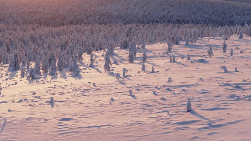 Red tinted sunlight shines onto conifer and snow covered hilly terrain