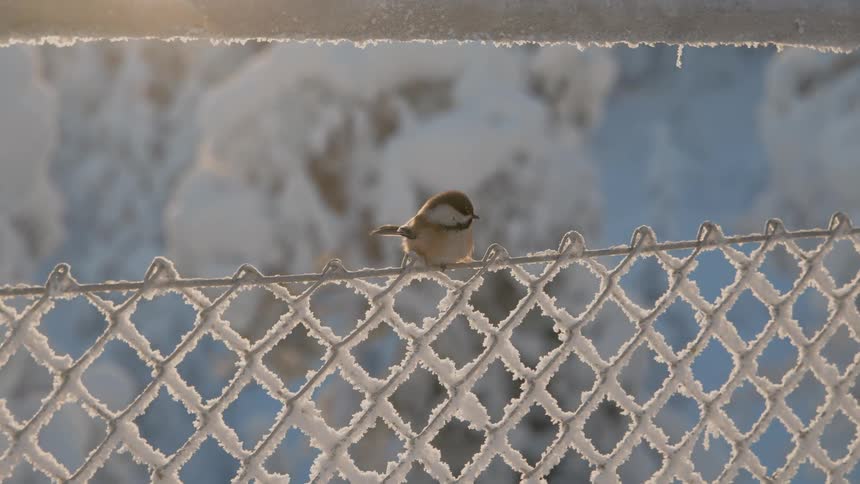 A small bird perches on a frost covered chain link fence before taking flight in a winter landscape