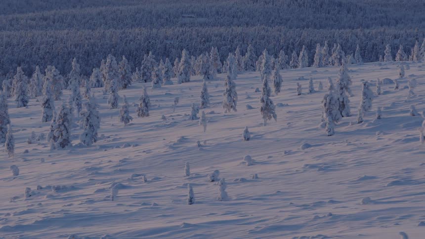 Hills covered with snowladen trees with an extensive forest in the background under soft evening light