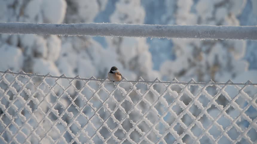 Bird perched on an icecovered metal fence with snowcovered trees in the background