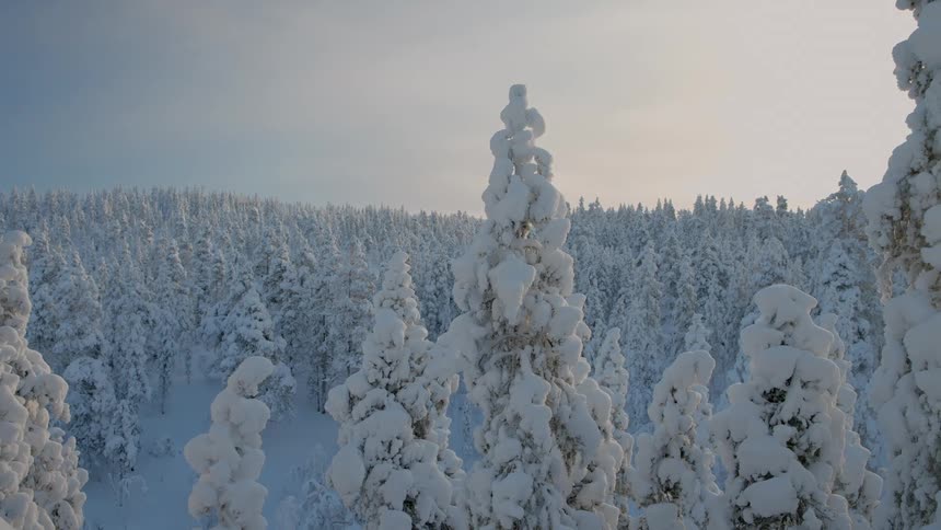 Tall trees covered in snow with a dense forest in the background under a clear sky