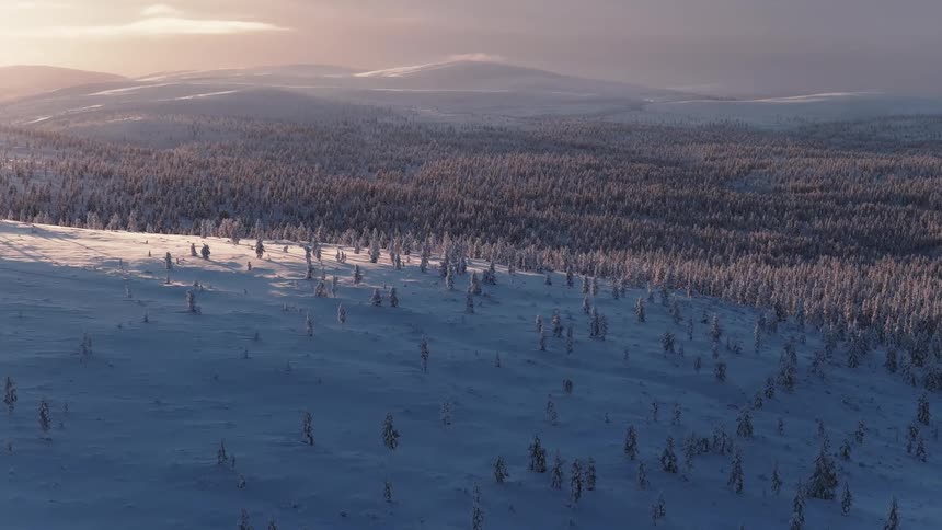 Aerial view of snowcovered plain with forest in the background under sunset light