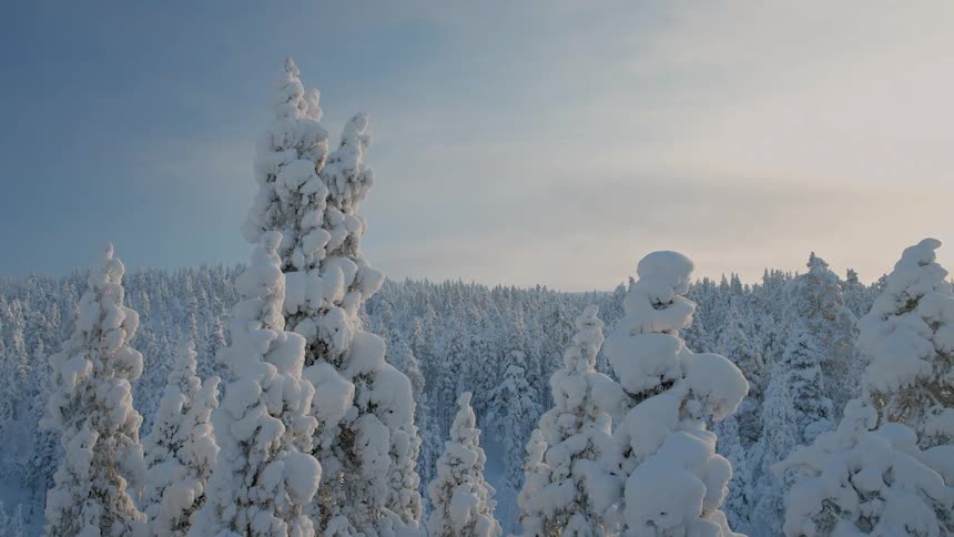 Tall trees covered by thick snow with forest in the background under a clear sky