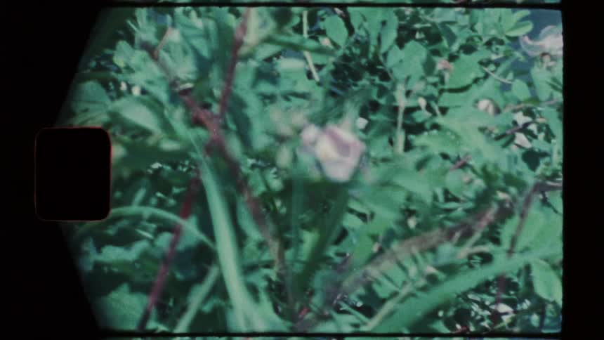 Flowers grow on plants on a windy summer day