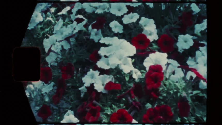 Red and white flowers grow in a flowerbed next to the sidewalk