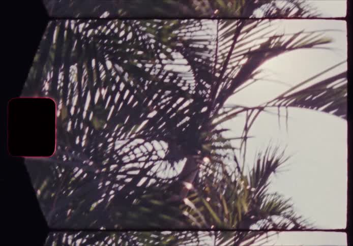 Palm tree leaves seen against the sky with analog film frame border
