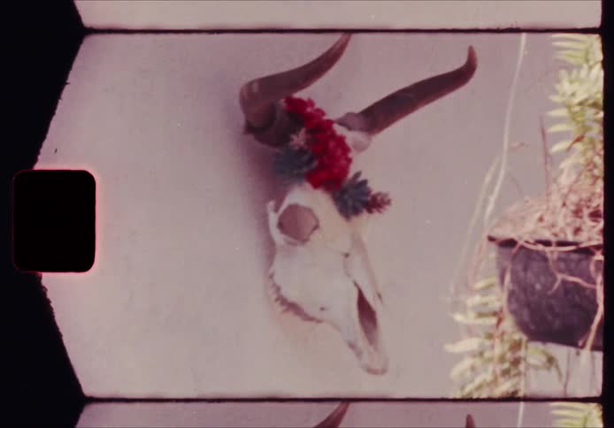 A view of a cattle skull on a wall