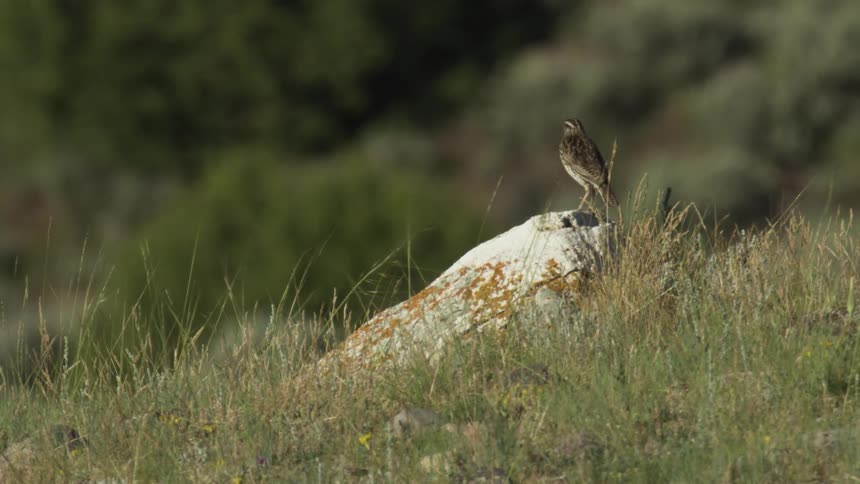 A small brown bird perched on a light colored rock among green grass and wildflowers turns its head and then flies away into a field with green bushes in the background