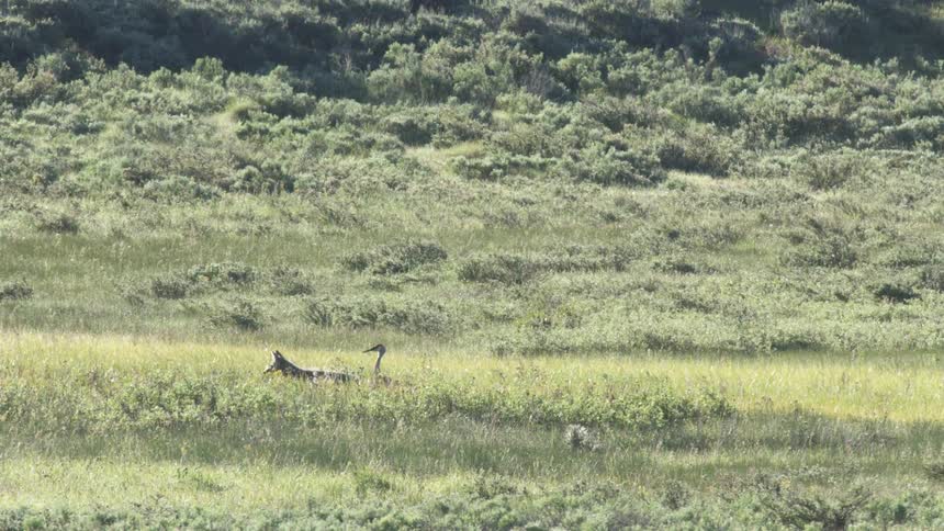 A large bird runs with its wings raised towards a coyote to scare it away