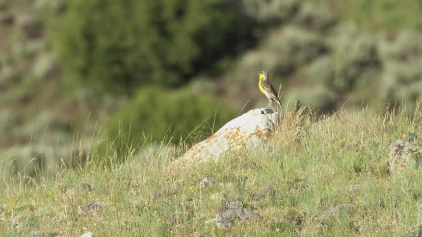 A bird with a bright yellow chest sits perched on a light colored rock atop a grassy hill while it chirps toward the sky against a soft green background of distant shrubs and rolling terrain in the daylight