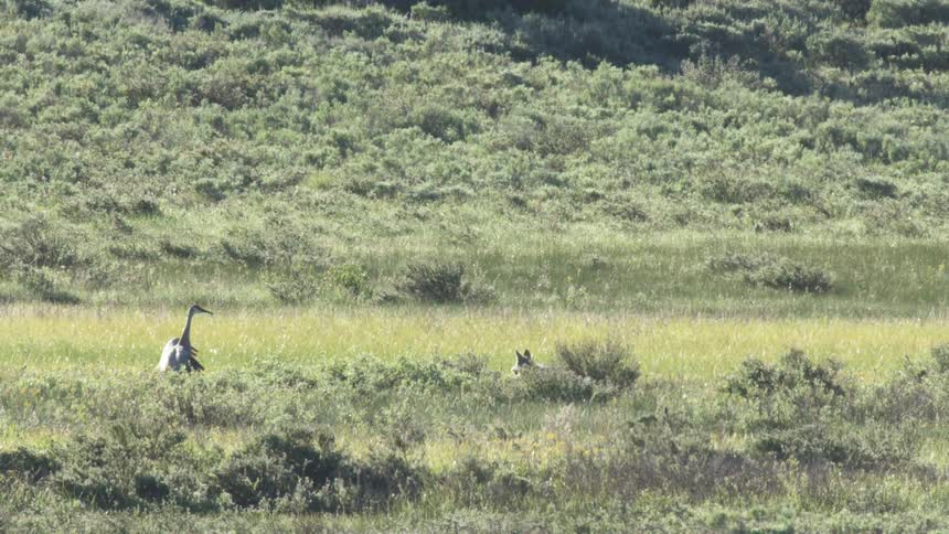 A fox moves toward a large injured bird in a grassland