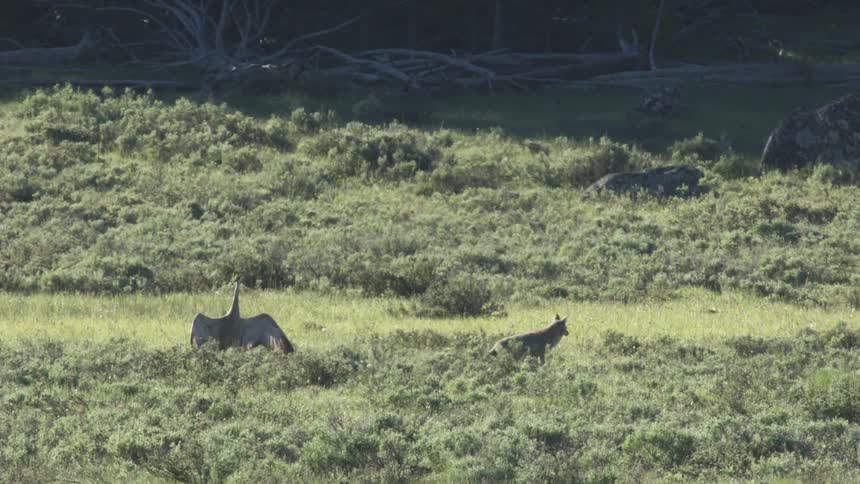 Canid walks across a green field while a large bird stands nearby with wings open