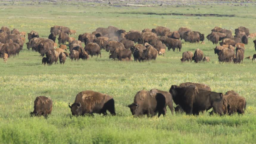 A herd of buffalo in grasslands
