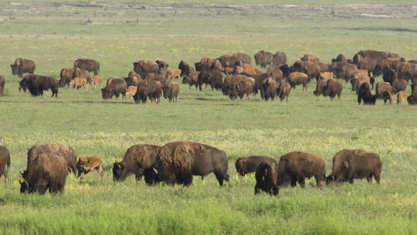Herd of bison grazes in an open green field