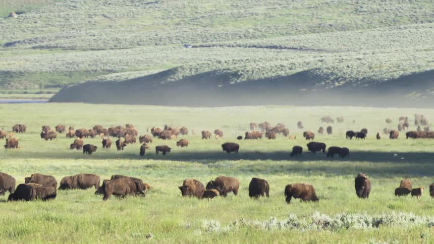 Herd of buffalo grazing on a grass covered hillside