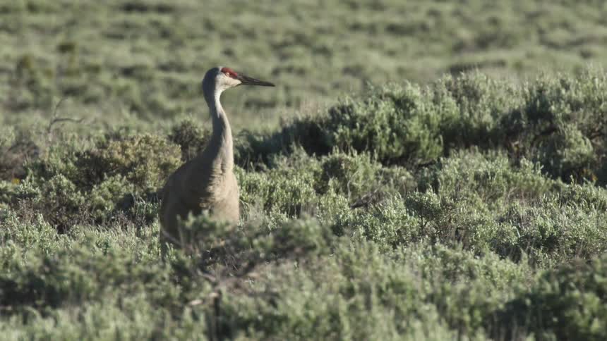 Goose eating in a field of grass lifts its head and looks around