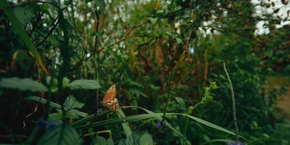 The butterfly is flapping its wings on the bush