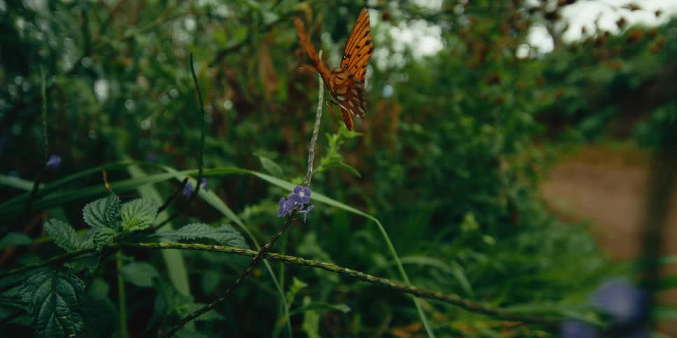 The butterfly starts by resting on a small purple flower its orange wings with black markings contrasting sharply against the deep green foliage in the background