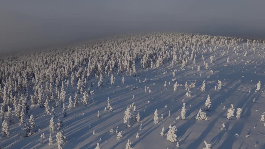 Frost covered conifers in forested terrain cast shadows on the snow on a winter day