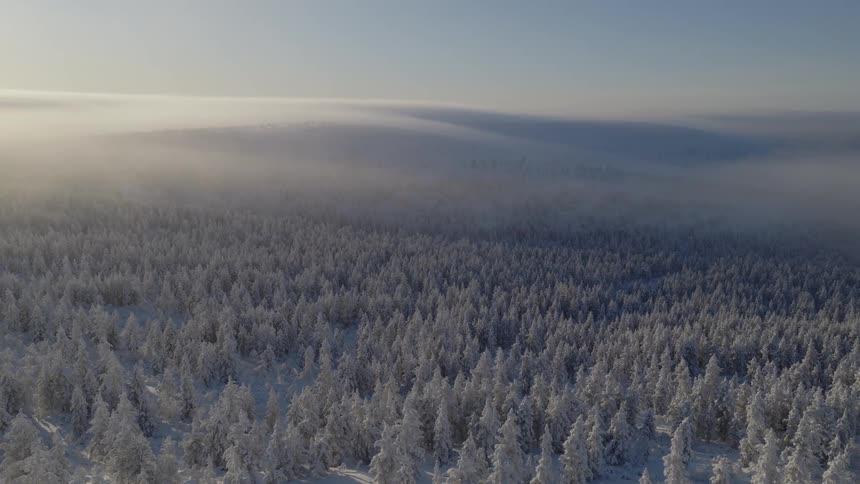 Low lying clouds cover the mountains bordering a frost covered forest on a winter day